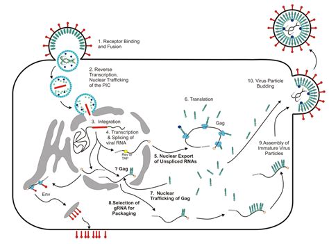 fefab|Construction and characterisation of replicating foamy viral。